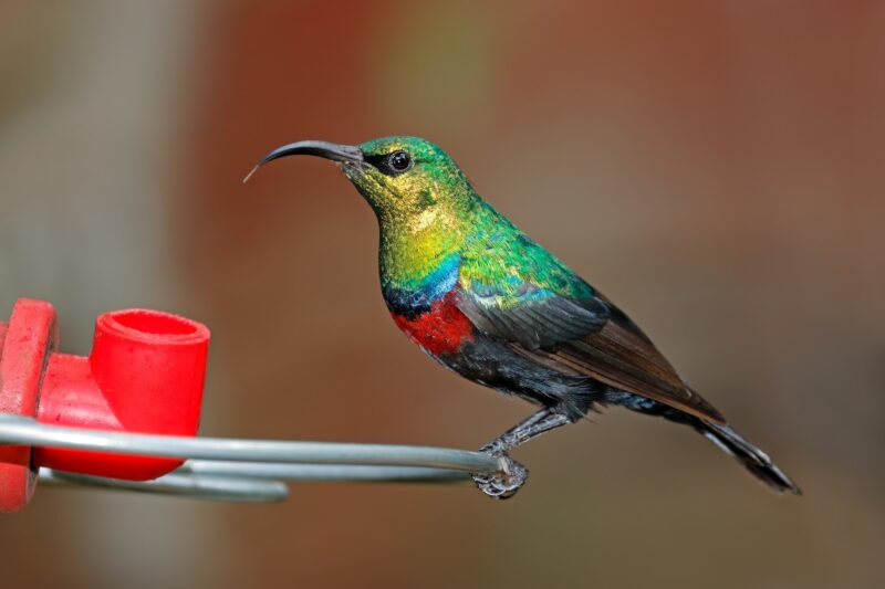 Marico sunbird perched on a feeder