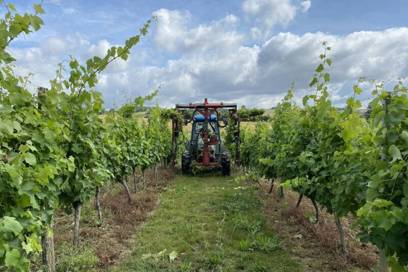 mechanized pruning of grapes