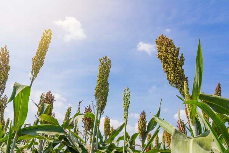 Millet field with blue sky-3.