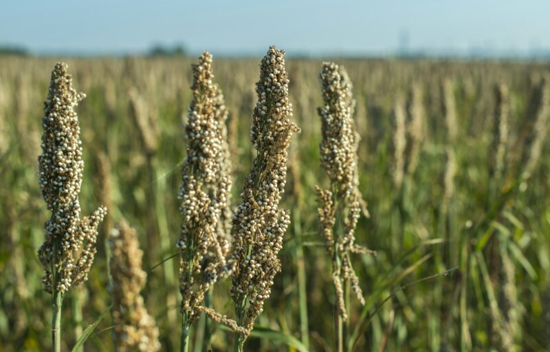 Millet plantations. Bundles of millet seeds.