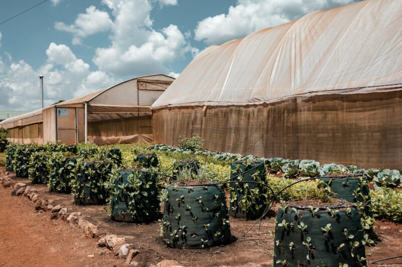 Modern sucks farming agriculture business kenya east africa