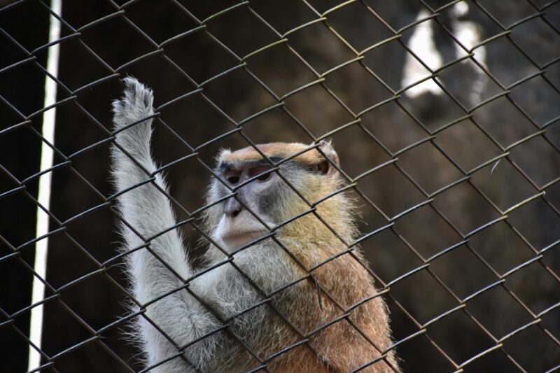 Monkey in the cage or in the zoo lacked freedom to live. Need food from humans