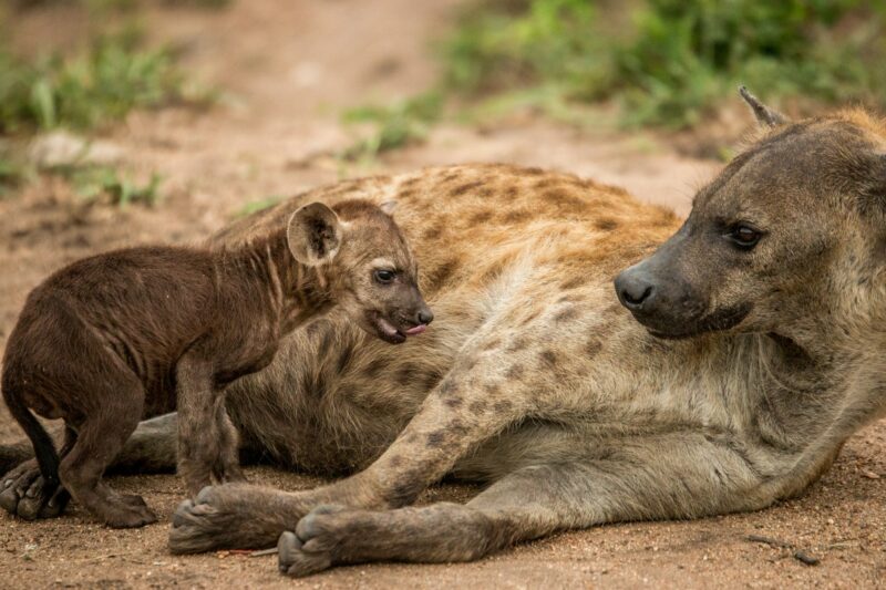 Mother Spotted hyena with a pup.