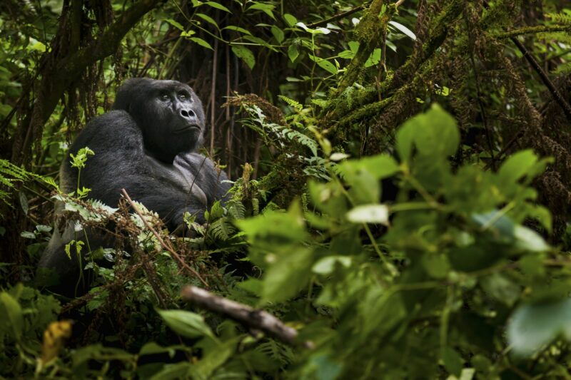 Mountain gorilla, Volcanoes National Park, Rwanda