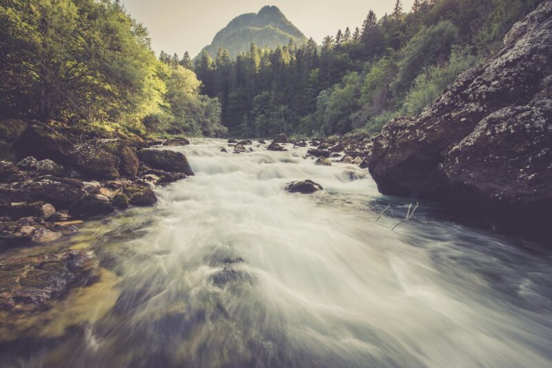 Mountain river in the green forest