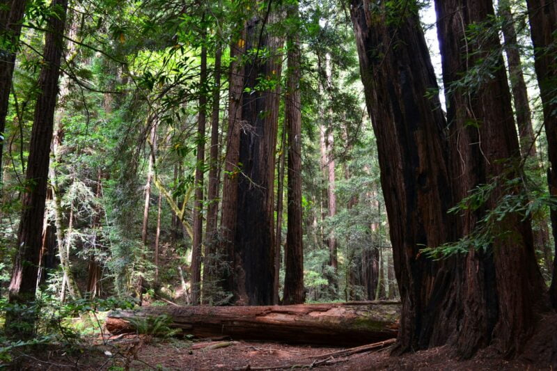 Muir Woods National Monument U.S. National Park Service, California redwoods forest landmark