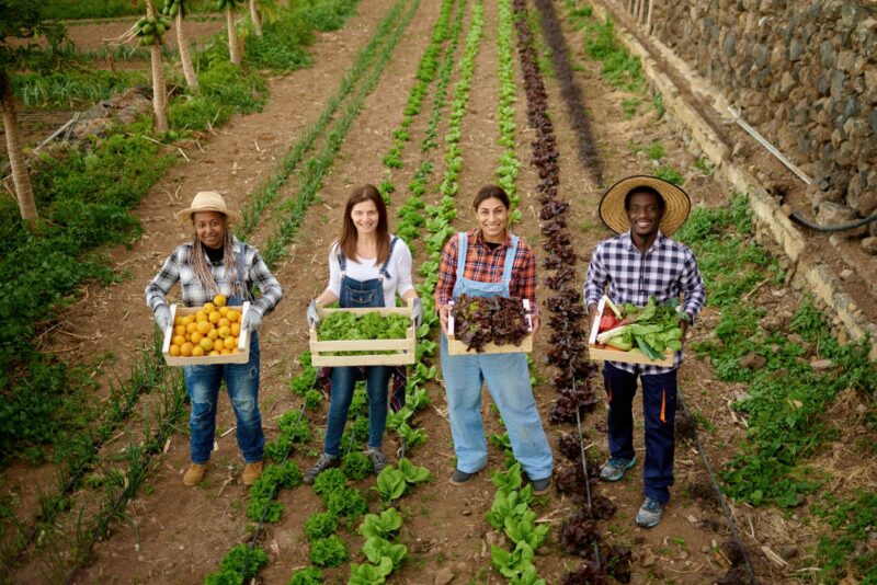 Multiracial gardening people holding wooden box of harvested organic fruits and vegetables