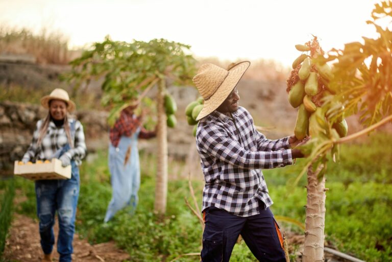 Multiracial harvesters on plantation with papaya plants