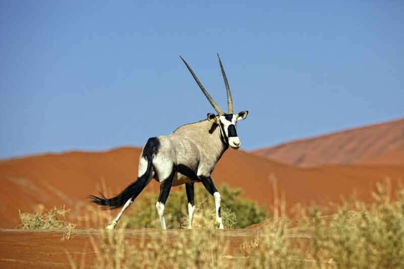 Namibia, Gemsbok in typical desert habitat