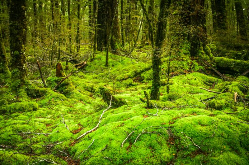 New Zealand rainforest