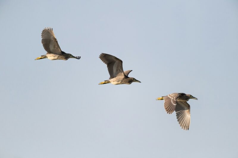 night heron in flight