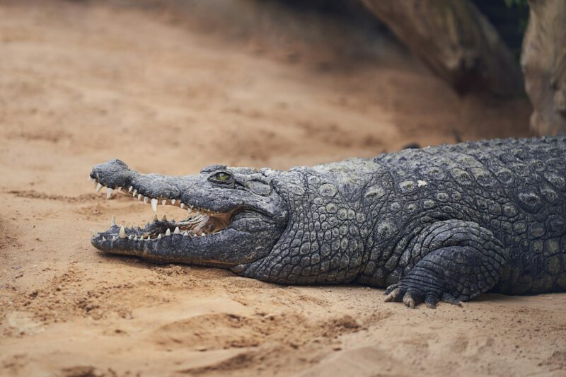 Nile crocodile in a zoo terrarium