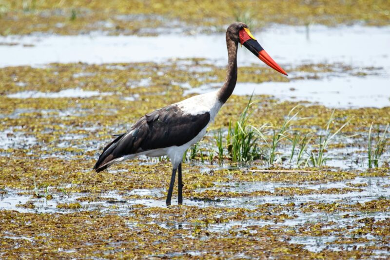 Okavango Delta - Moremi N.P.