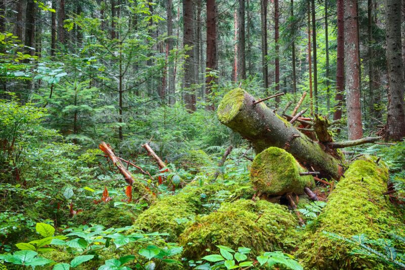 old fallen trees in the forest.