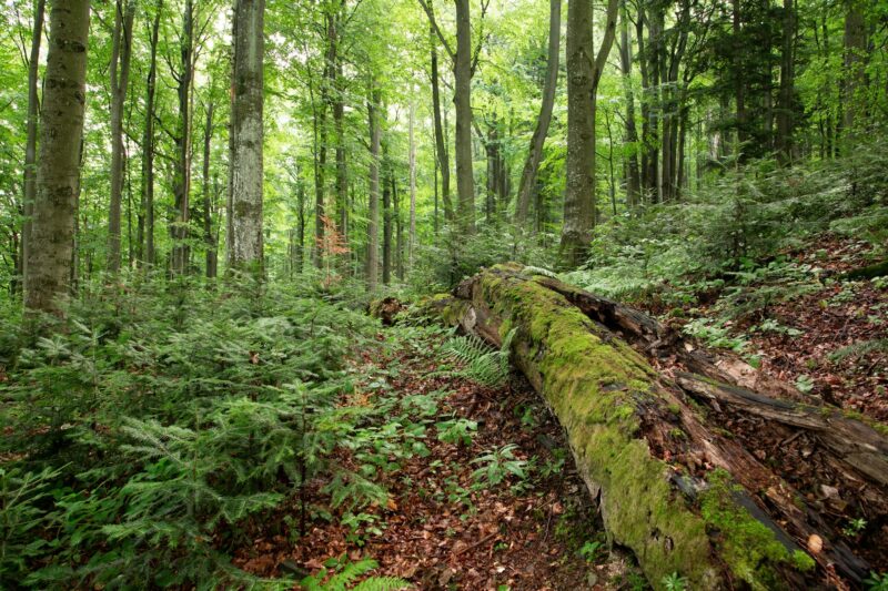 Old-growth forest with rotting tree trunk covered with green moss