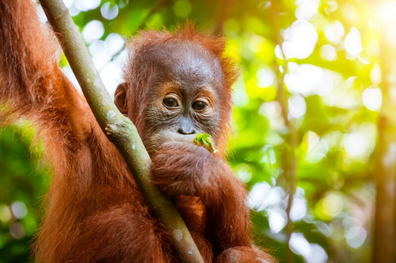 Orangutan cute baby in tropical rainforest. Sumatra, Indonesia
