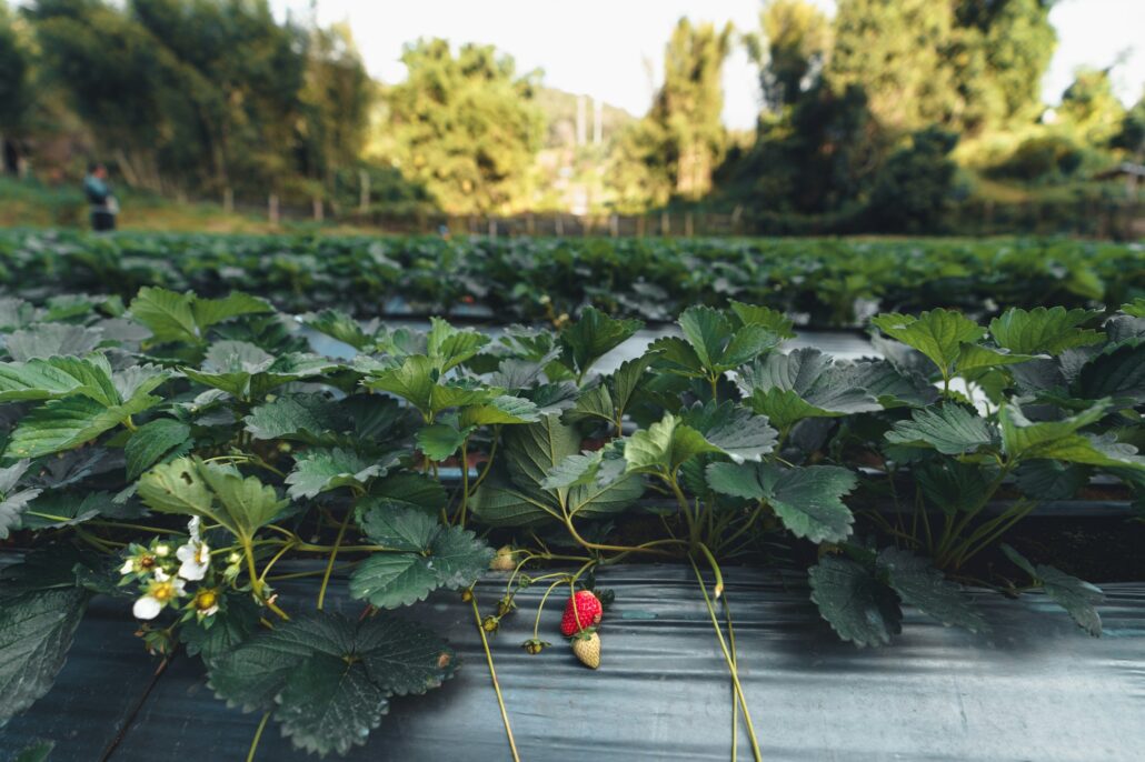 Outdoor strawberry farm in a rural village