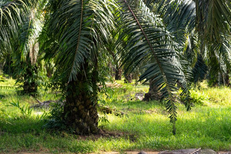Palm trees at a Palm Oil Plantation in South East Asia