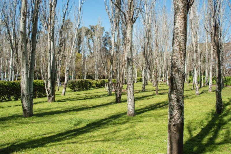 Panoramic view of dry trees due to the change of season in a park in Buenos Aires