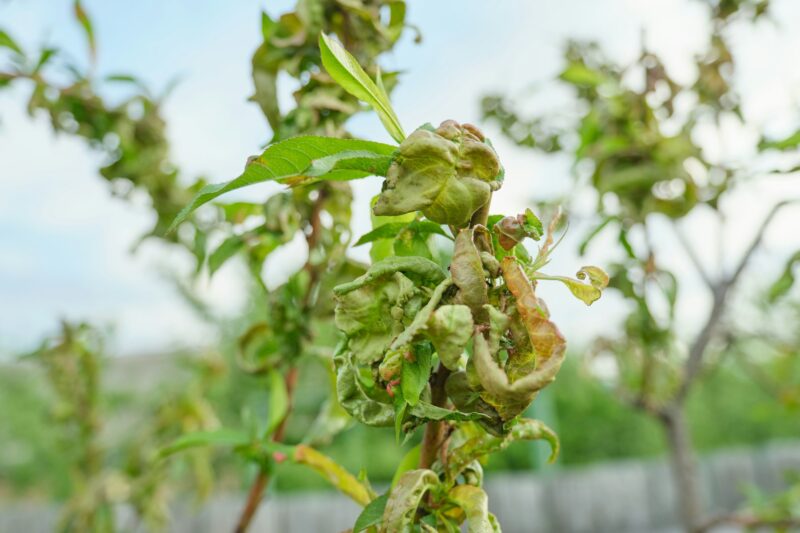 Peach tree affected by fungal diseases, spring season in the garden