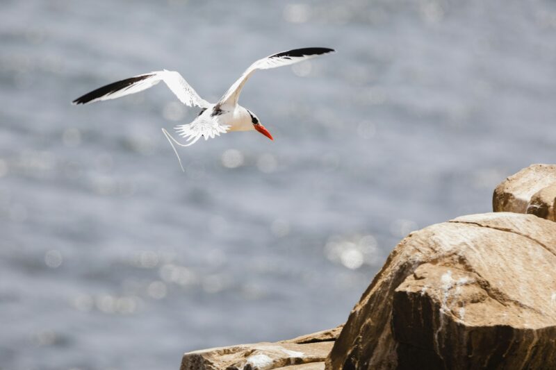 Phaeton - cliff bird visible in Dakar, Senegal