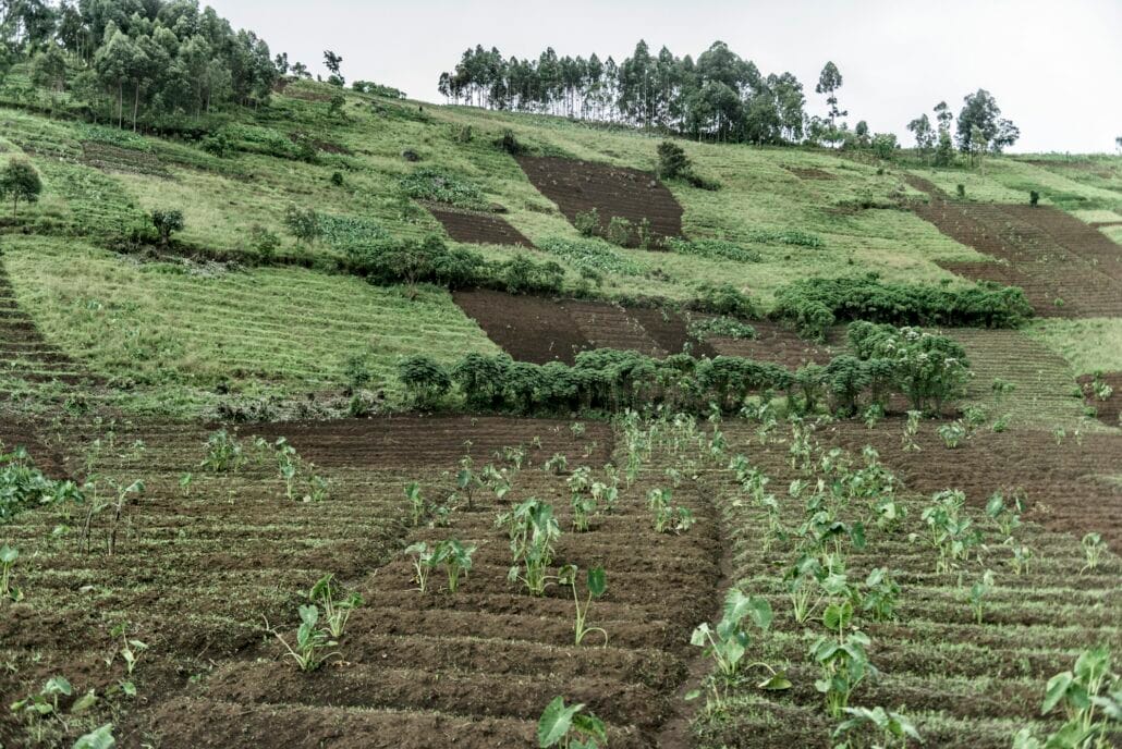 Plantations in Nord Kivu, DRC