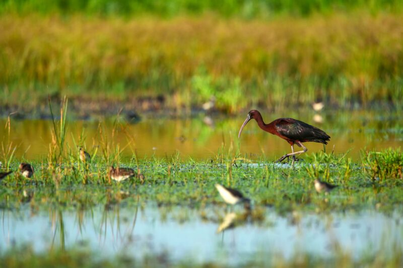 Plegadis falcinellus or Glossy ibis in natural habitat