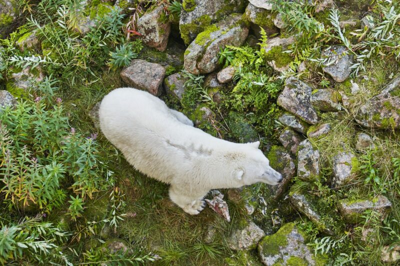 Polar bear in the wilderness. Wildlife animal background. Horizontal