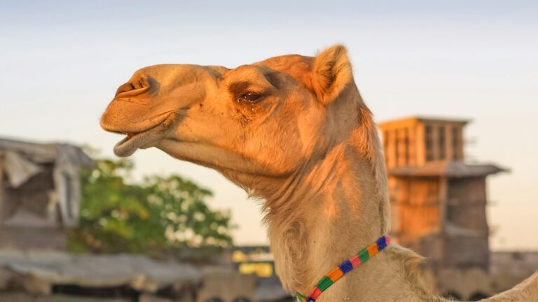 Portrait of a Camel