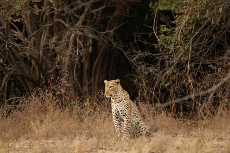 Portrait of leopard (Panthera pardus), Mana Pools National Park, Zimbabwe