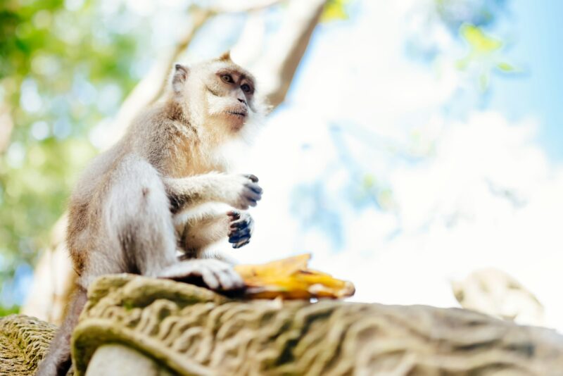 portrait of monkey in exotic, natural habitat