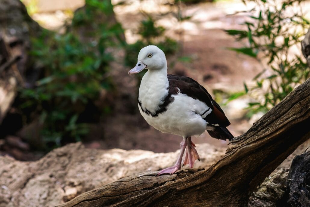 Radjah Shelduck (Radjah radjah) - Waterfowl