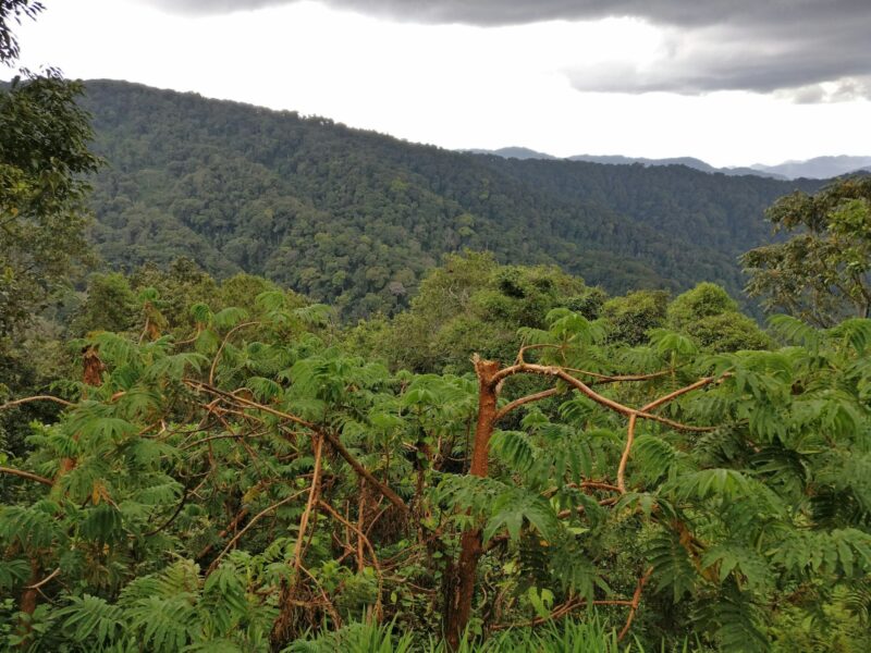 Rain forest in Rwanda, Africa
