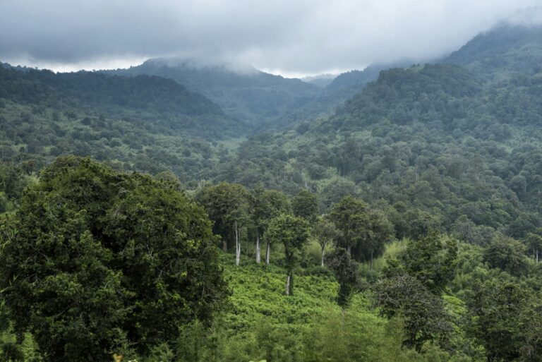 Rainforest landscape in Aberdare National Park, Kenya