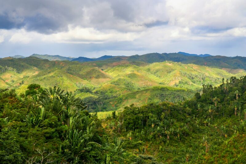 Rainforest of Madagascar
