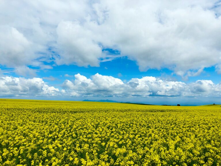 Rapeseed Vegetable oil oilseed oil-rich seed Kenyan Landscape Agriculture Farm Fields Plants