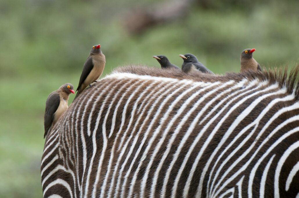 Red-billed Oxpecker (Buphagus erytrorhynchus) on Grevy's Zebra back (Equus grevyi), Samburu National