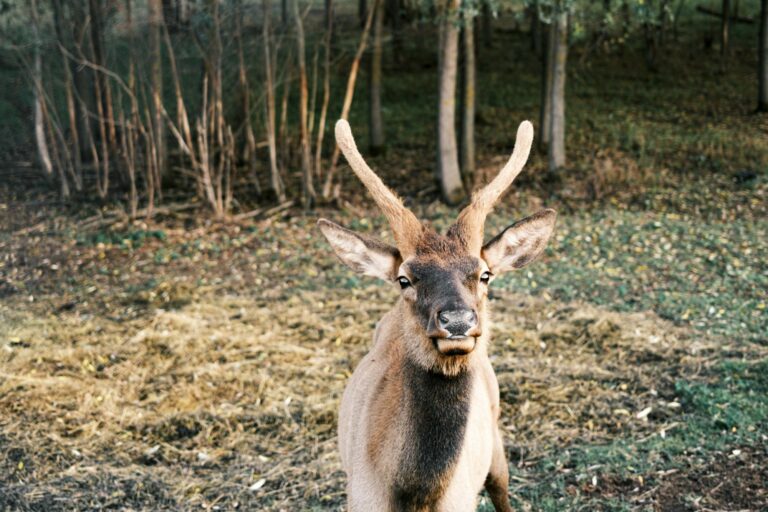 Red deer in the autumn forest.The red deer is one of the largest deer species in its natural habitat