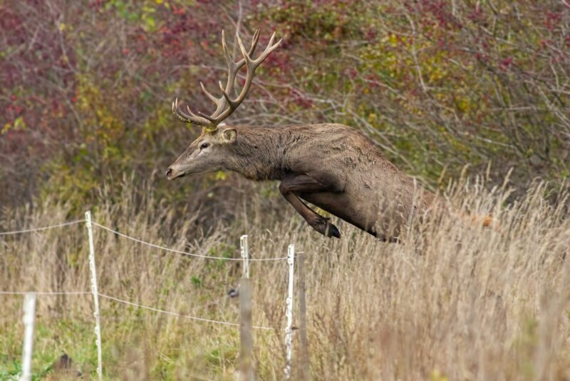 Red deer stag jumping over fence mid air