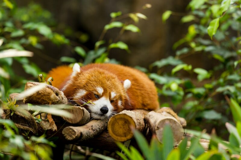 Red panda sleeping on the tree