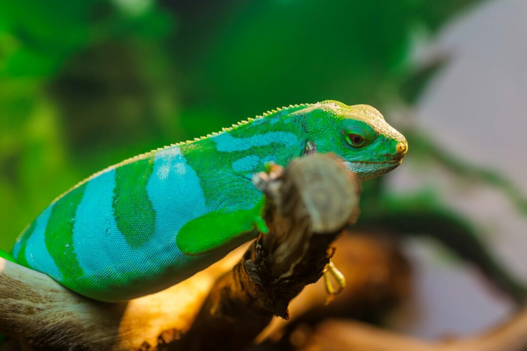 Reptile Iguana lizard