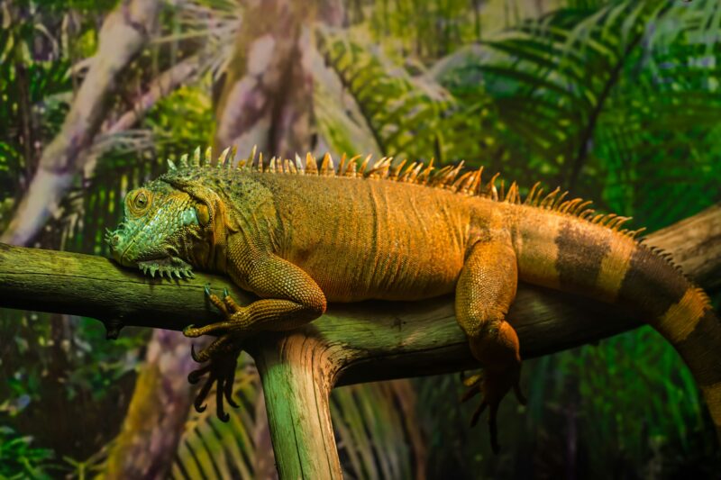 Reptile Iguana lizard