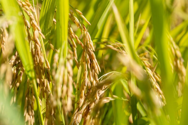 rice close-up in autumn