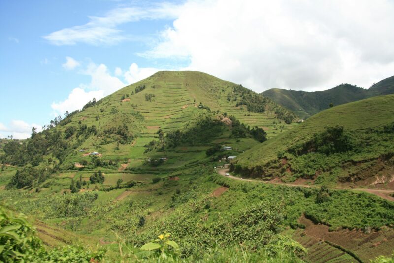 Rice Fields in Uganda, Africa