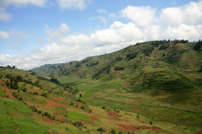 Rice Fields in Uganda, Africa