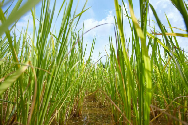 Rice plantation. The rural rice paddies of Thailand.