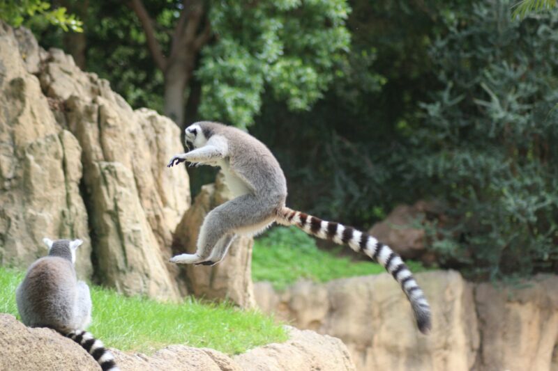 Ring-tailed lemur jumping in a z
