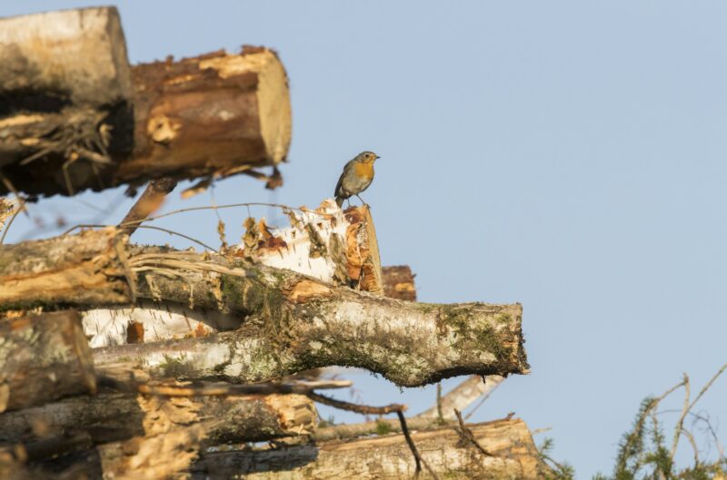 Robin on top of clear-cut pile of timber