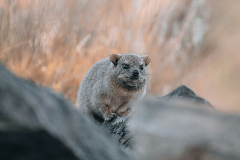 Rock Hyrax, Dassie, Procavia capensis, common in South Africa and Namibia