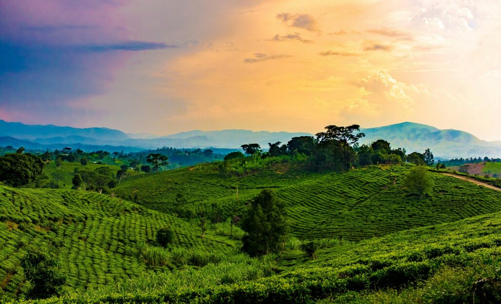 Rolling hills of Uganda and Rwanda